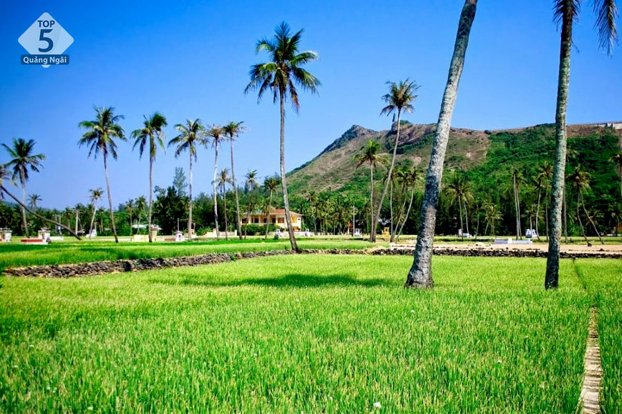 Du lịch Đảo Lý Sơn Quảng Ngãi - Cánh đồng tỏi Lý Sơn Du lịch Đảo Lý Sơn Quảng Ngãi - Cánh đồng tỏi Lý Sơn