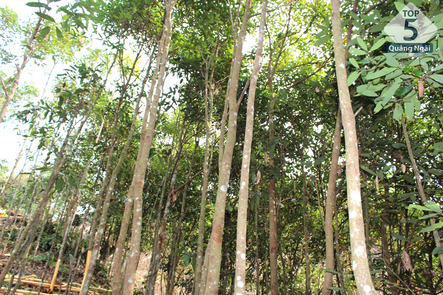 Những cây quế gần tới tuổi thu hoạch của vùng đất Trà Bồng