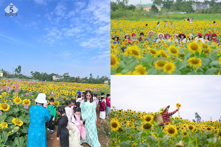 Vườn hoa hướng dương đang nở rộ thu hút rất nhiều du khách Vườn hoa hướng dương đang nở rộ thu hút rất nhiều du khách