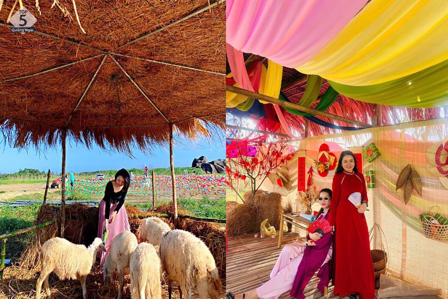 Những chú cừu xinh xắn tại vườn hoa checkin Phú Mỹ