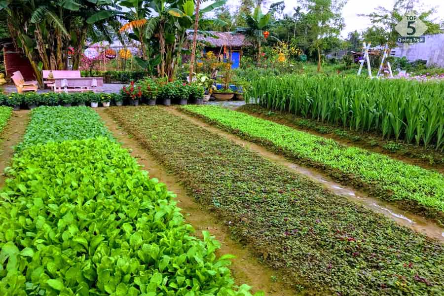 Những luống rau xanh mướt do chính tay anh Quang trồng tại Vườn Hoài Niệm(nguồn: Dân Quảng Ngãi)
