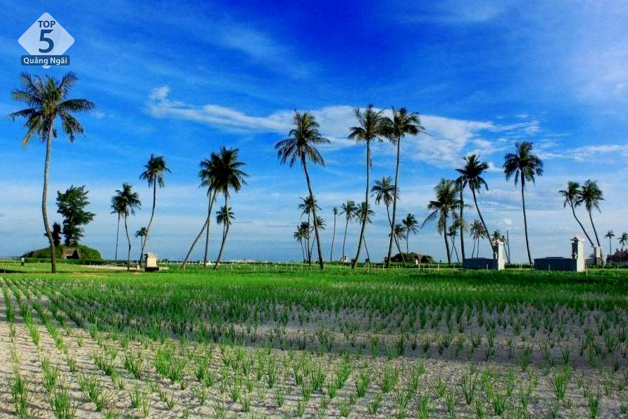 Những bức ảnh triệu view với hàng dừa ở Lý Sơn