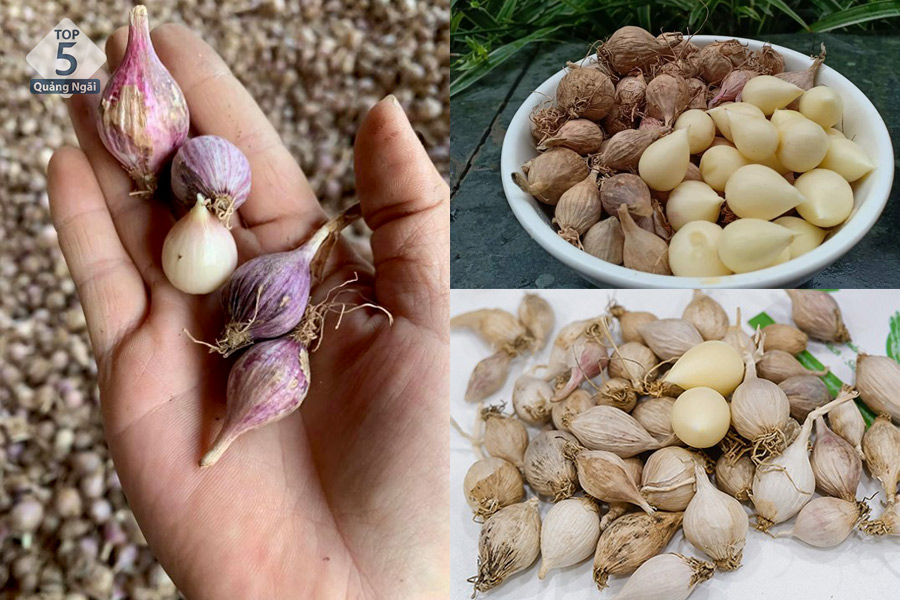 Tỏi cô đơn có giá thành rất cao vì độ khan hiếm Tỏi cô đơn có giá thành rất cao vì độ khan hiếm