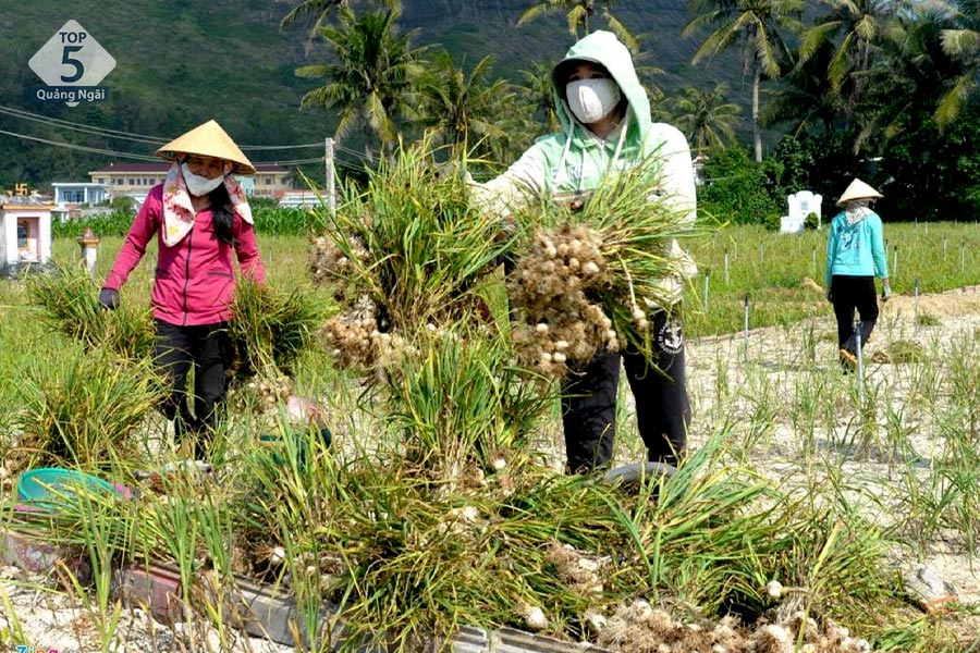 Tỏi Lý Sơn thường thu hoạch vào dịp xuân khoảng tháng 4 Tỏi Lý Sơn thường thu hoạch vào dịp xuân khoảng tháng 4
