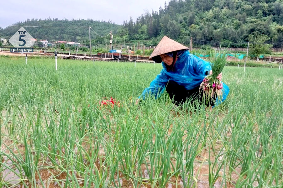 Hành tím Lý Sơn được trồng ở huyện đảo Lý Sơn