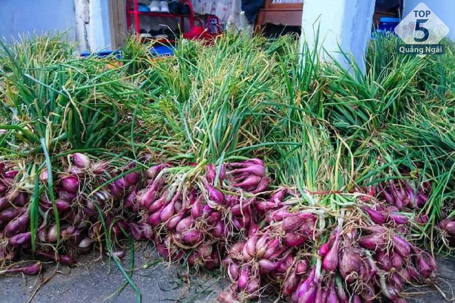 Người nông dân thu hoạch vụ mùa hành tím tại Lý Sơn