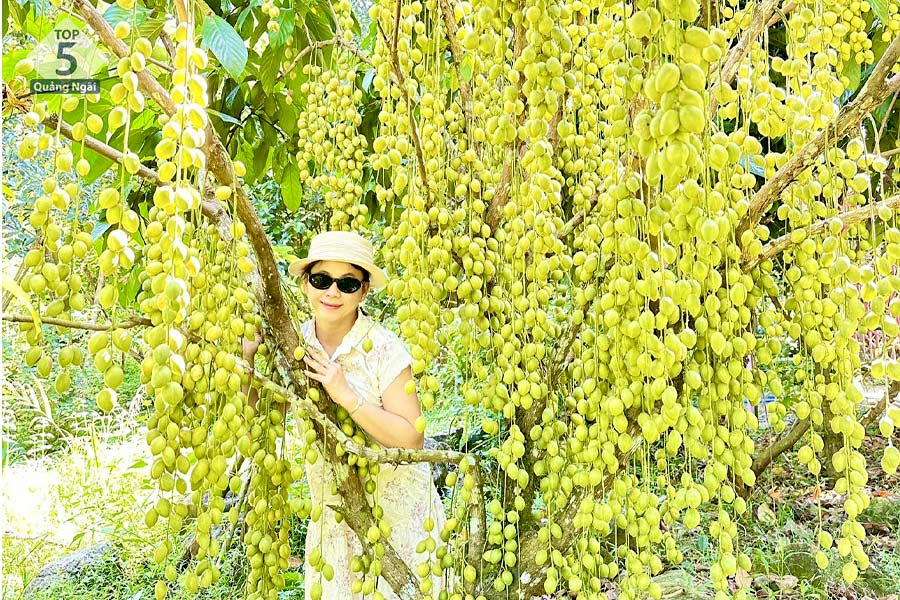 Vườn dâu trĩu trái tại Suối Chí 