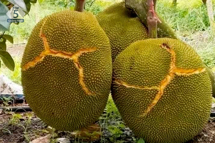 Vườn mít thái tại Suối Chí 