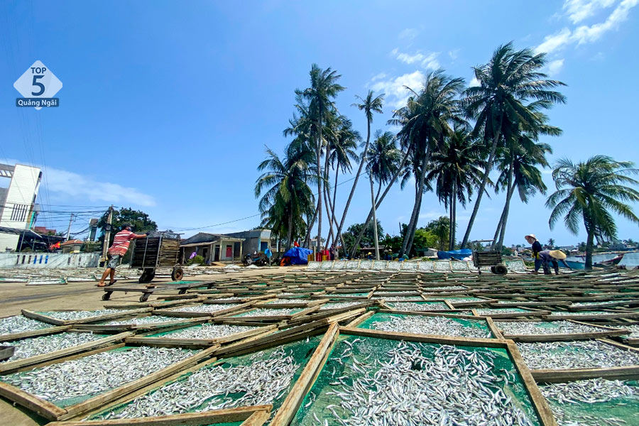 Cá cơm Quảng Ngãi được phơi khô khi đến mùa để bảo quản lâu hơn