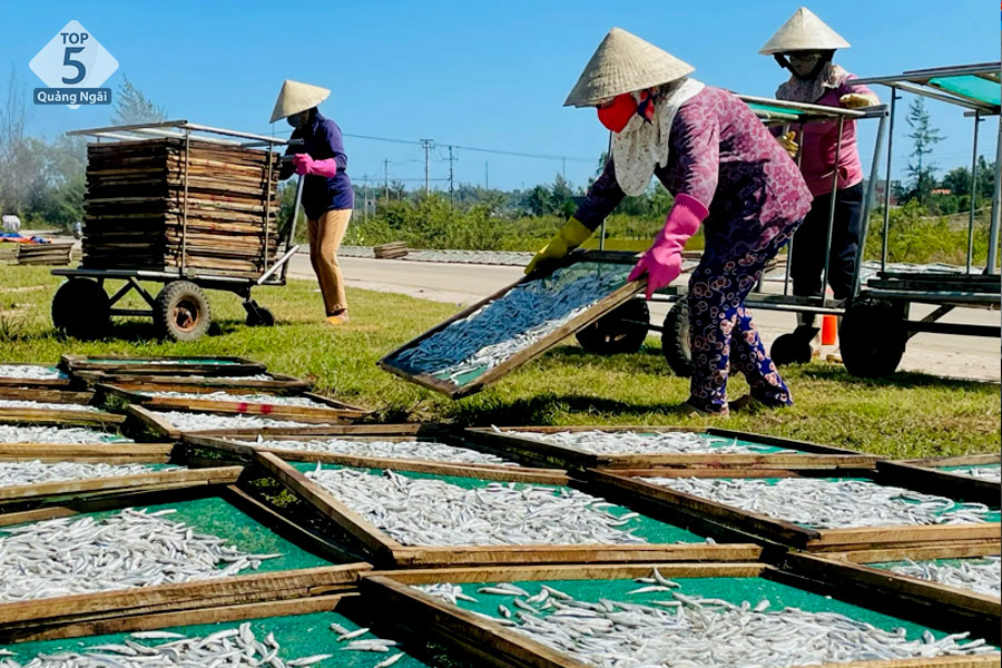 Vào mùa bội thu cá cơm Quảng Ngãi sẽ được mang đi hấp rồi phơi khô để xuất đi các nước