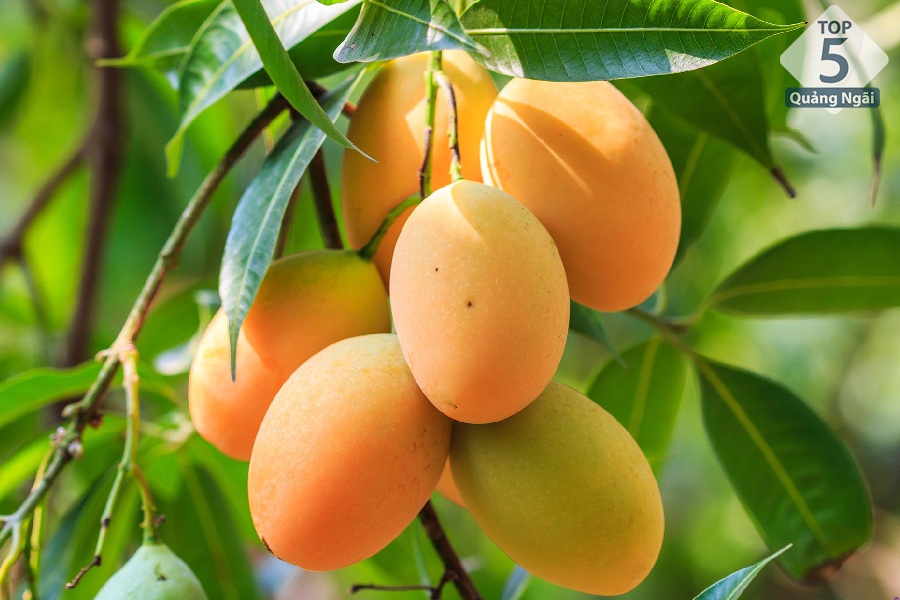 Xoài cơm trái nhỏ là một loại trái cây đặc sản Quảng Ngãi in đậm trong ký ức của nhiều người