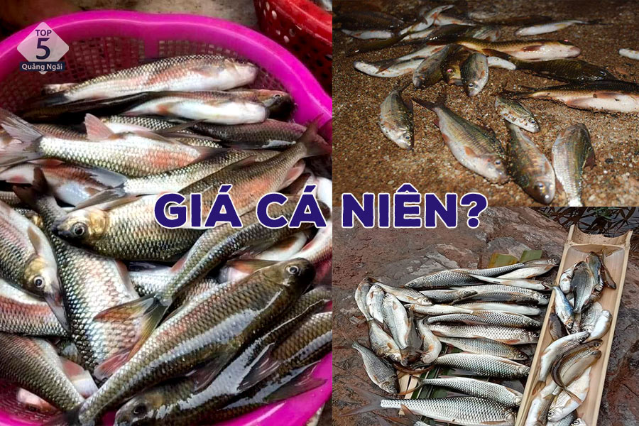 Gía cá niên có thời điểm lên đến 800k/kg