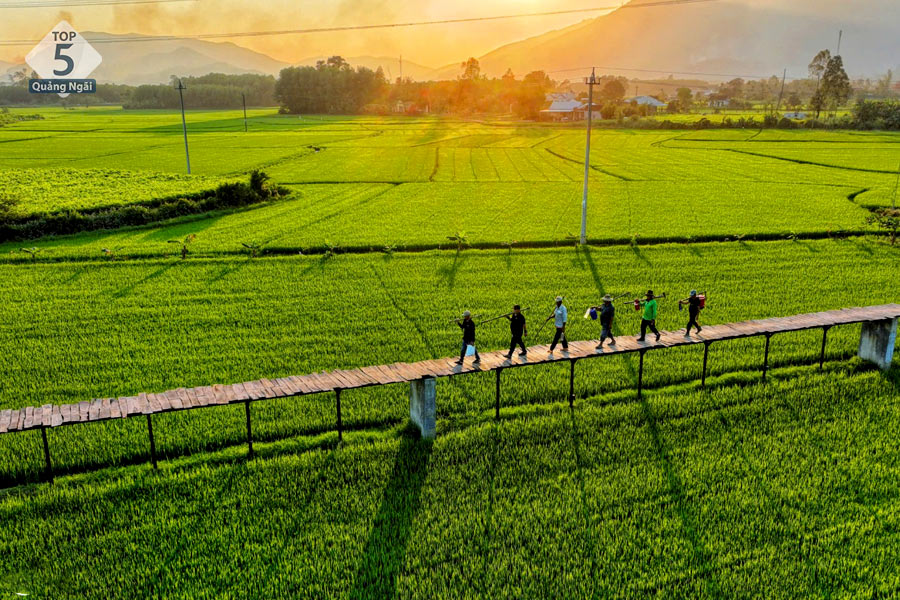 Khung cảnh yên bình với những cánh đồng xanh mướt