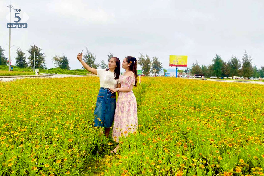 Phố biển Cửa Lò sáng bừng sắc hoa cúc biển ngày đầu hè