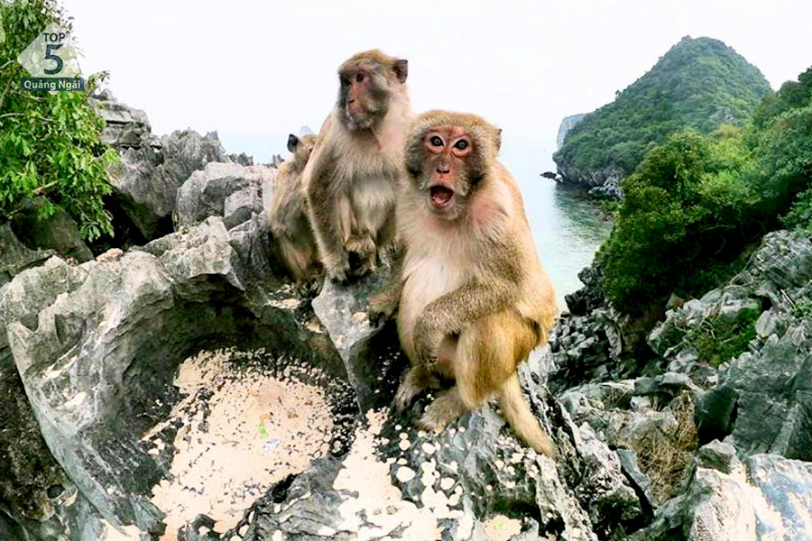 Khám phá Đảo Khỉ Cát Bà: Thiên đường hoang dã giữa lòng vịnh Lan Hạ