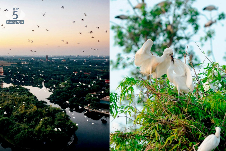 Đảo Cò Chi Lăng Thanh Miện Hải Dương là nơi sinh sống của rất nhiều loại chim nước