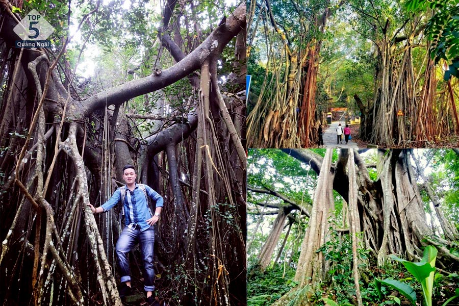 Rừng nguyên sinh đảo Hòn Dấu sở hữu rất nhiều cây cổ thụ hàng trăm năm tuổi Rừng nguyên sinh đảo Hòn Dấu sở hữu rất nhiều cây cổ thụ hàng trăm năm tuổi